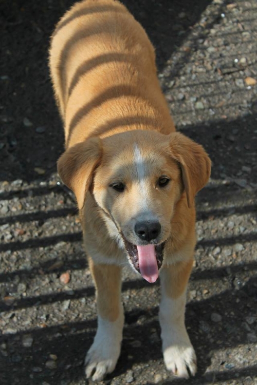 მეტისი უსახელო