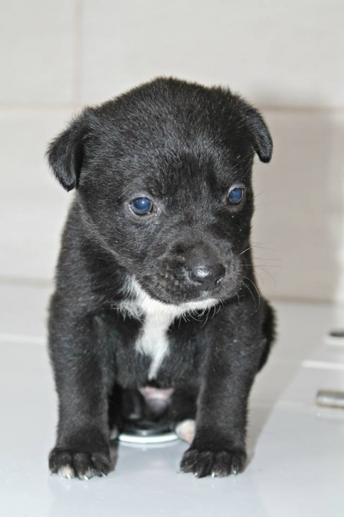 მეტისი უსახელო