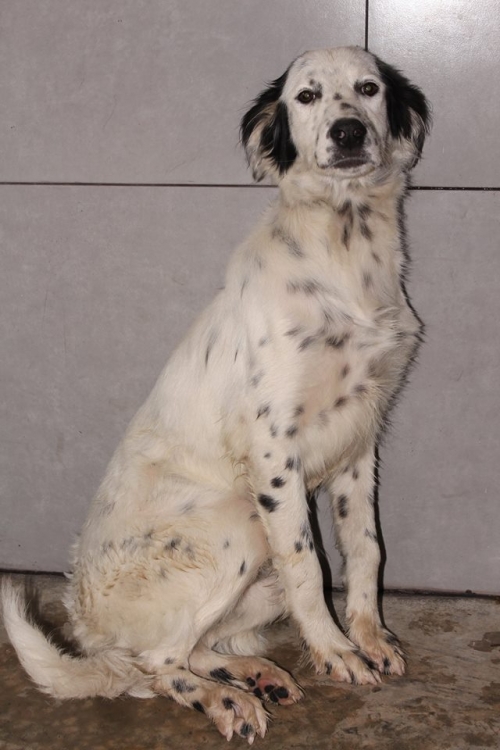 სეტერის მეტისი ჩარლი