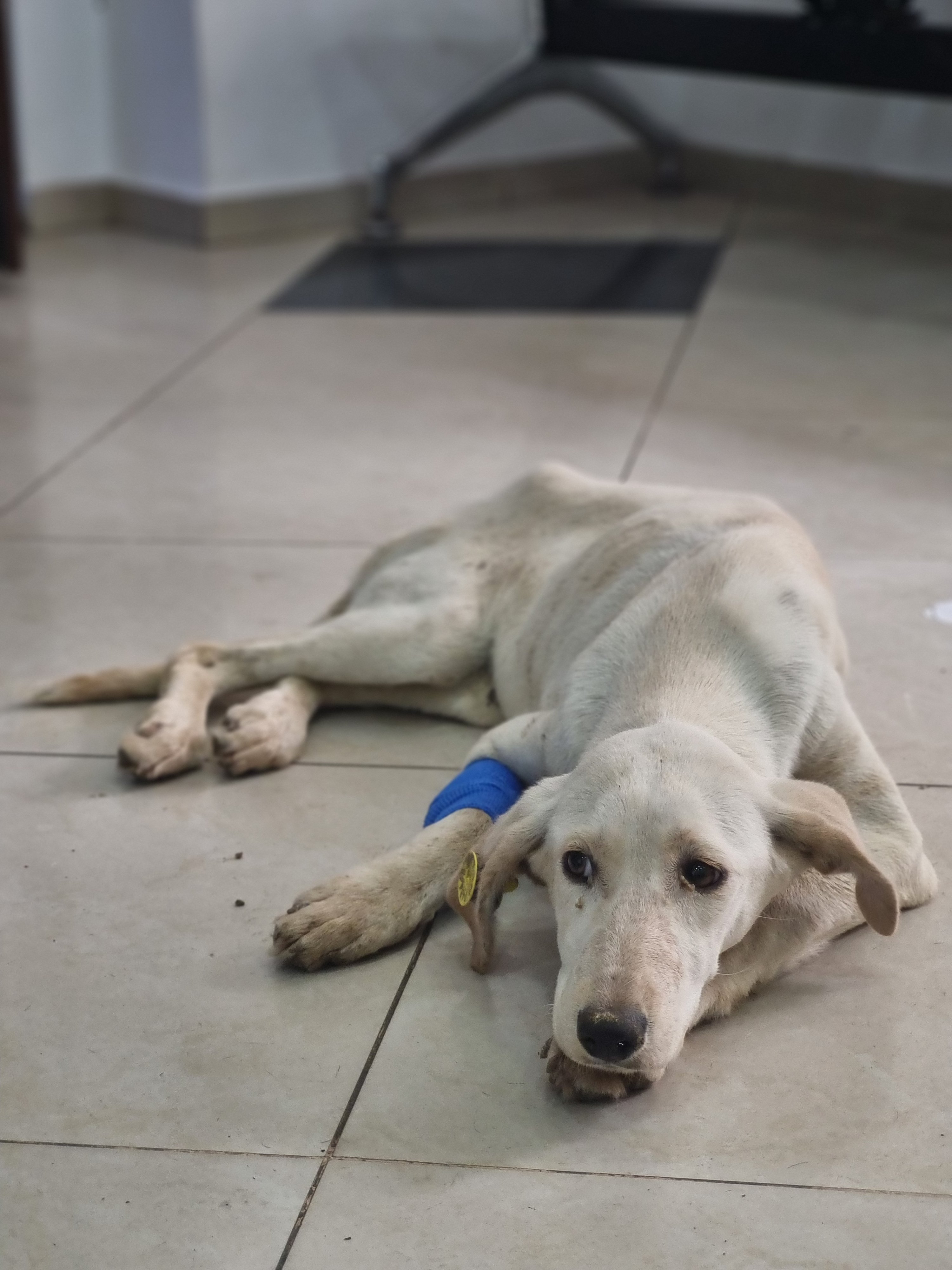 მეტისი. დუშეთი