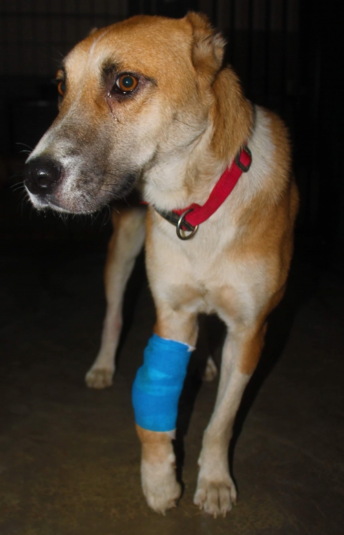 ქართული ქოფაკი უსახელო