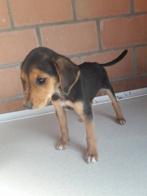 გონჩის მეტისი უსახელო