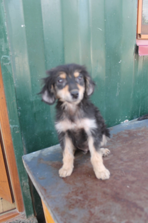 მეტისი უსახელო