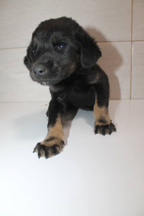 მეტისი უსახელო