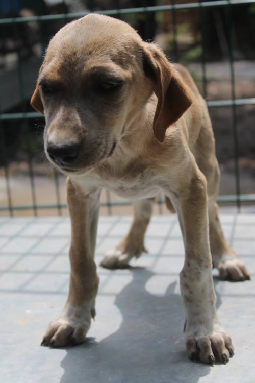 მეტისი უსახელო