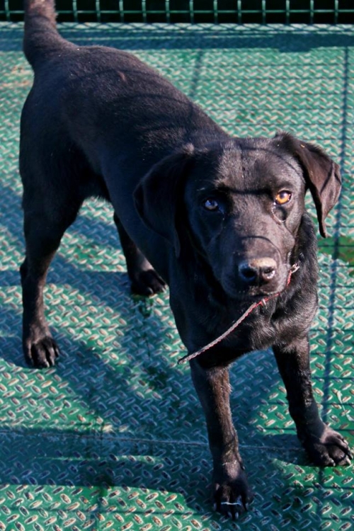 ლაბრადორის მეტისი უსახელო