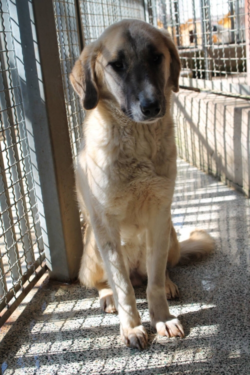 მეტისი უსახელო