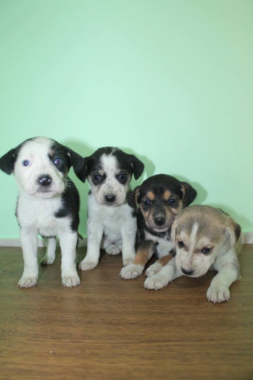 ლაიკის მეტისი უსახელო