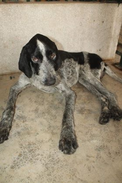 დრათხარი უსახელო