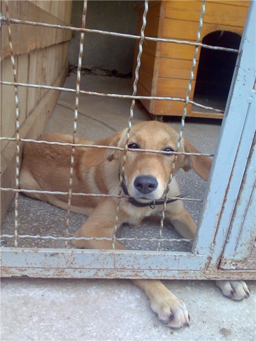 * გარდაცვლილები მაქსი