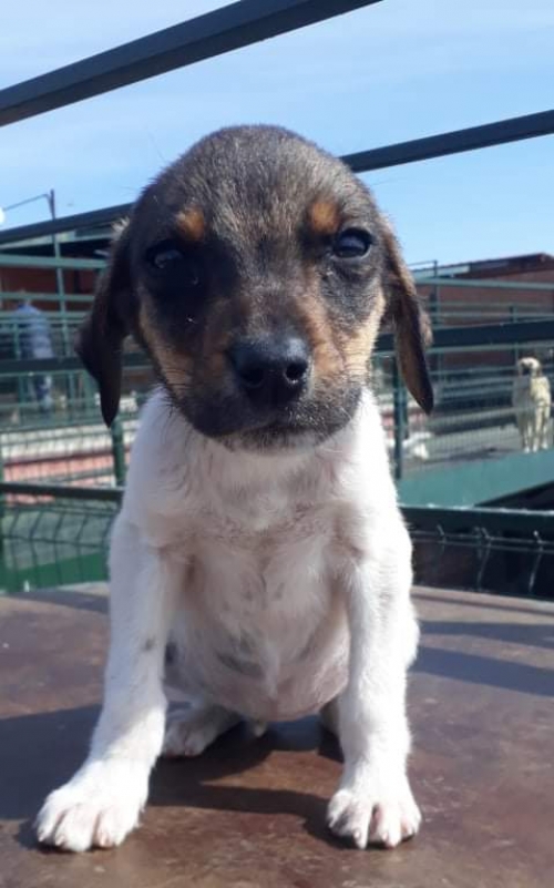 მეტისი უსახელო