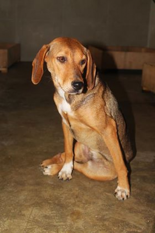 მეტისი უსახელო