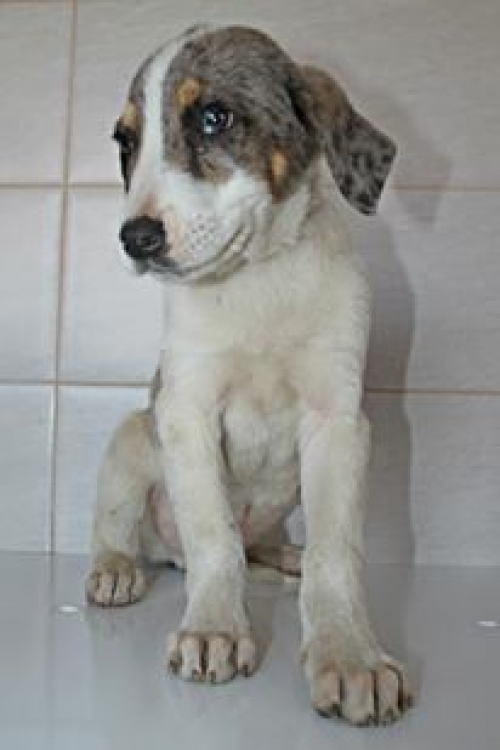 სეტერის მეტისი უსახელო