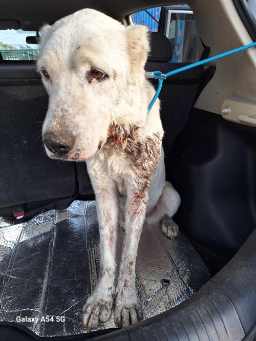 ქართული ნაგაზი მარნეული