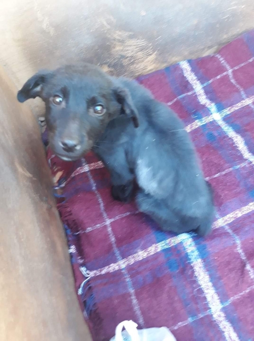 მეტისი ურეკი