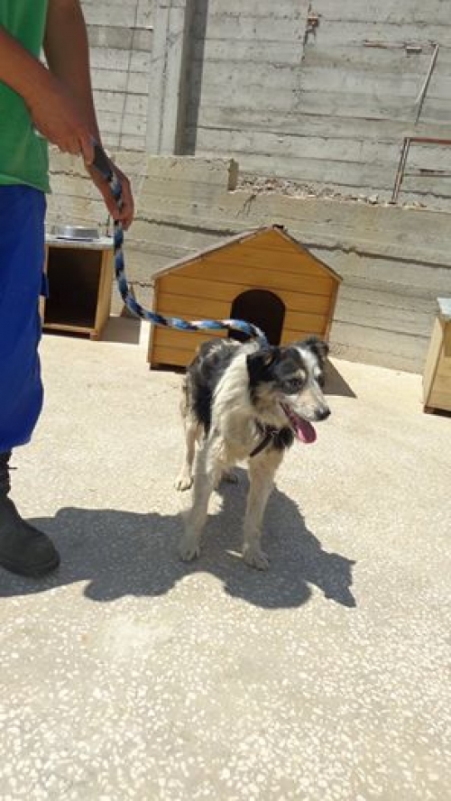 მეტისი უსახელო