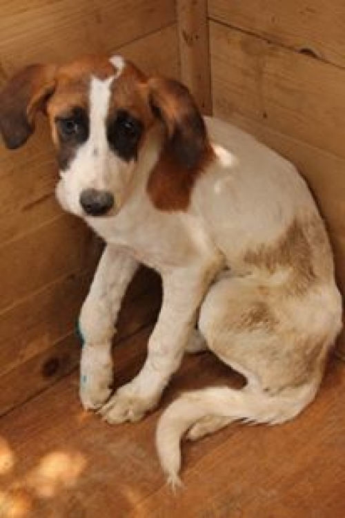 მეტისი უსახელო