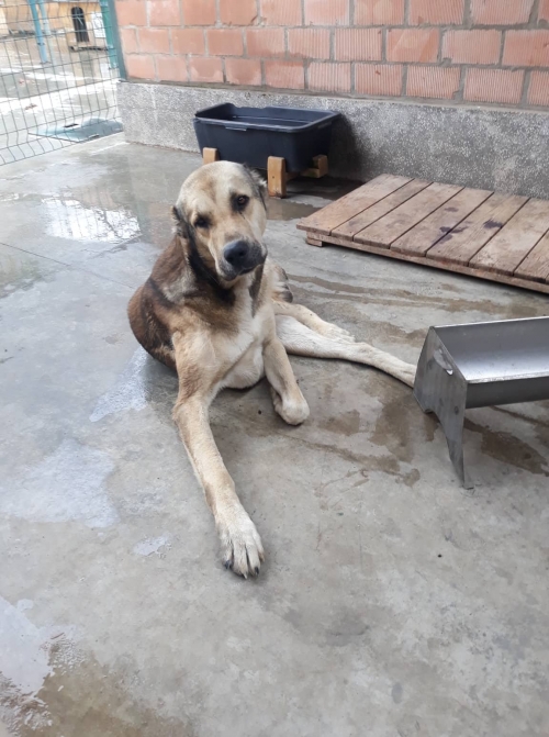 ქართული ნაგაზი კრწანისი