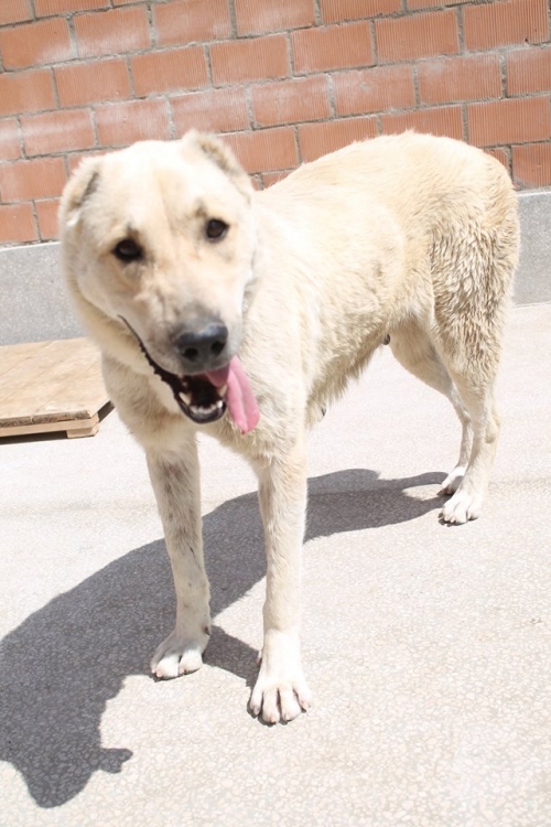 ქართული ქოფაკი გაბრიელა