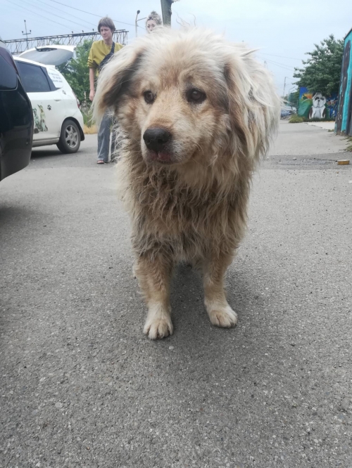 ქართული ნაგაზი ბაკურიანი