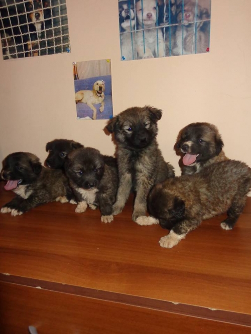 ქართული ქოფაკი უსახელო