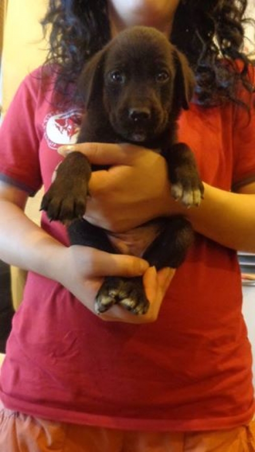 მეტისი უსახელო