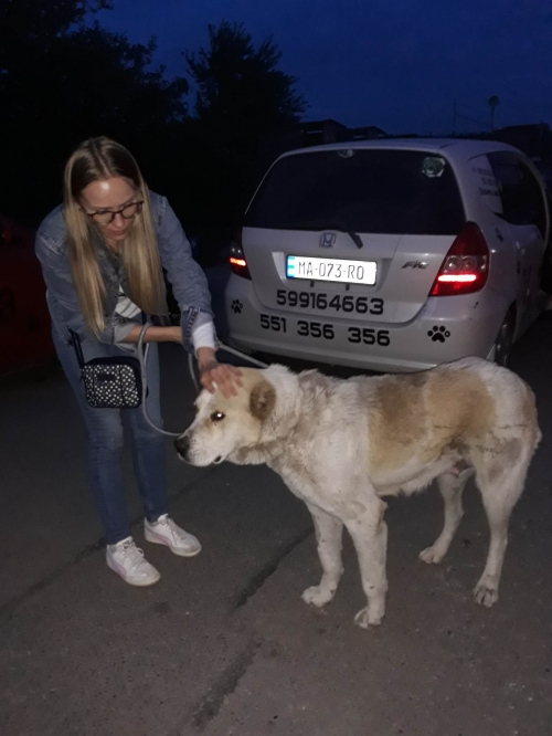 ქართული ნაგაზი მოსკოვის პროსპექტის კვეთა ხიკლის სახლი