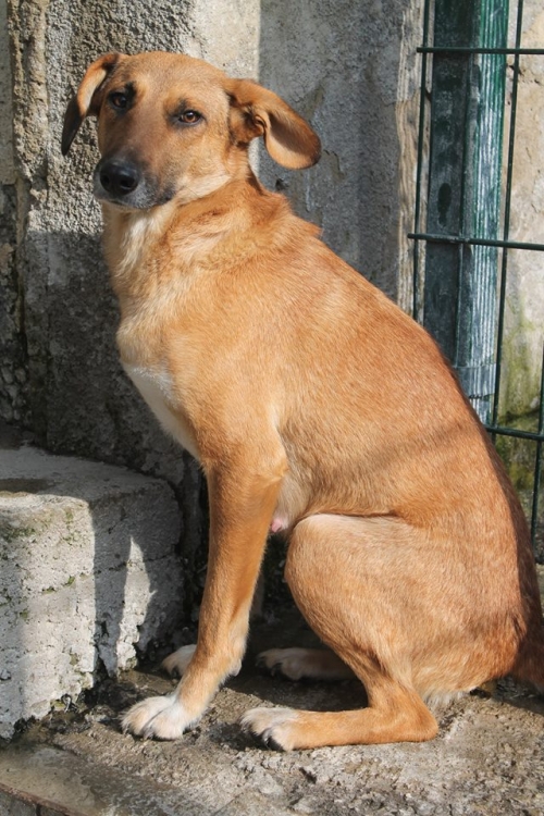 მეტისი ცუცა