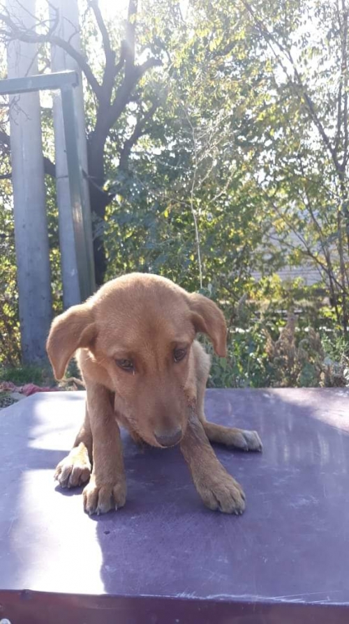 მეტისი უსახელო