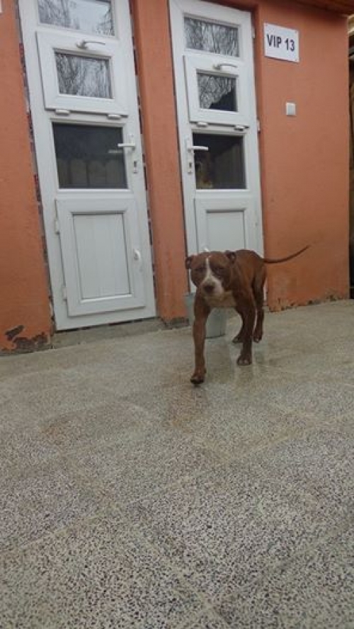 პიტი უსახელო