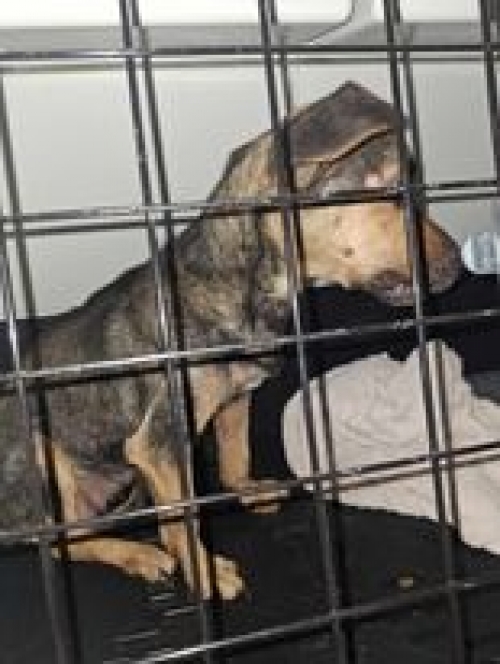 მეტისი ქუთაისი