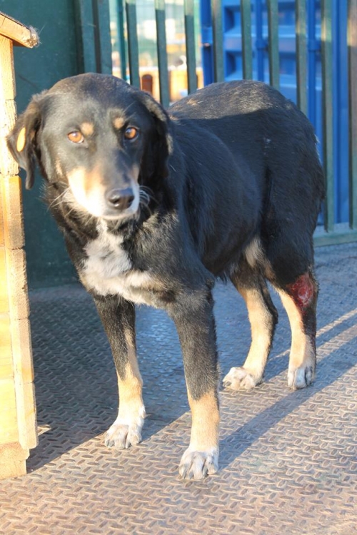 მეტისი კოკო