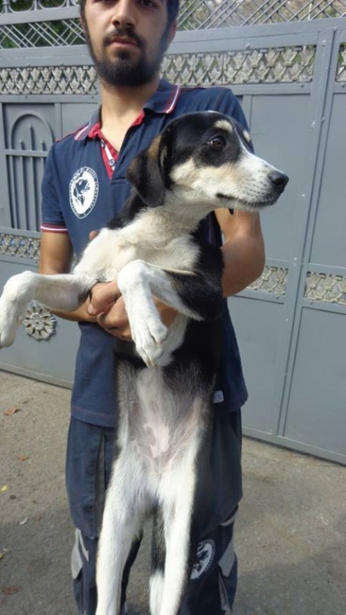 მეტისი უსახელო