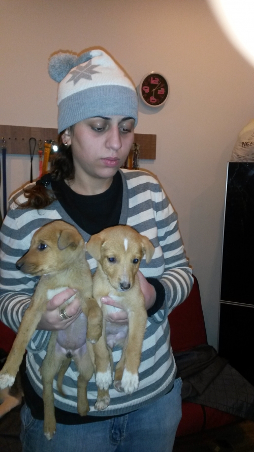 მეტისი უსახელო