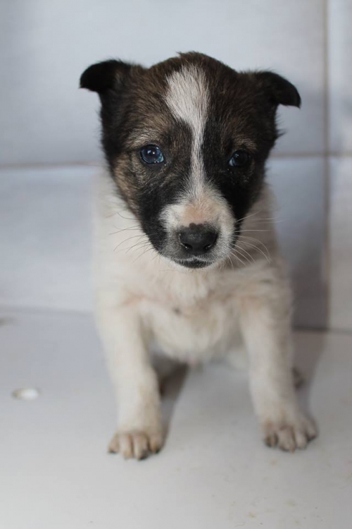 მეტისი უსახელო