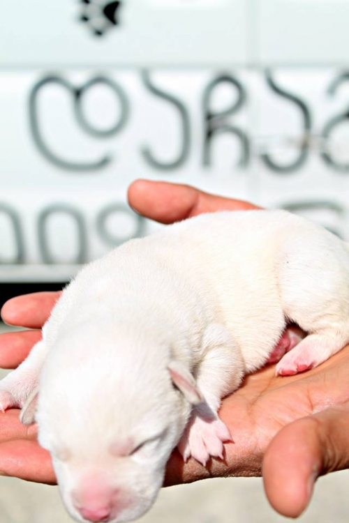 მეტისი უსახელო