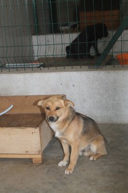 მეტისი უსახელო