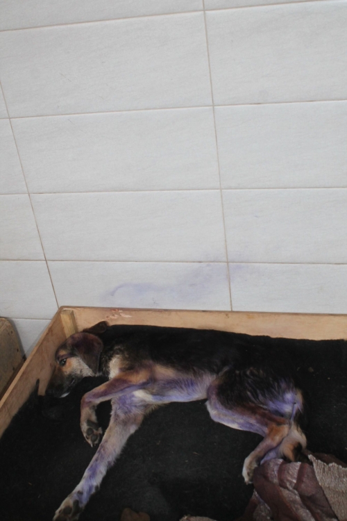 მეტისი უსახელო