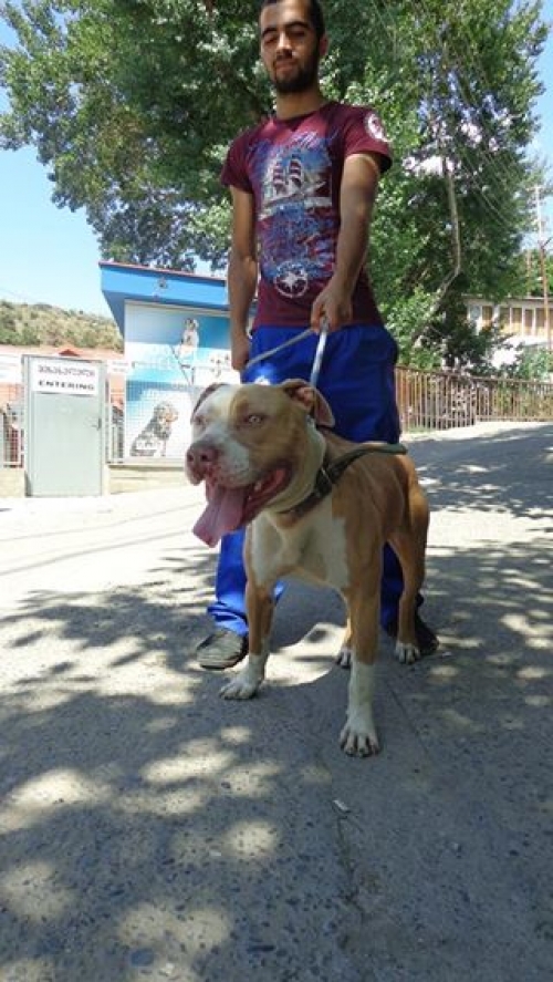 პიტი ზიგი