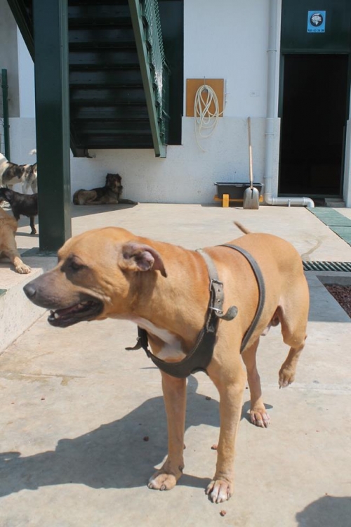 პიტი მგელო