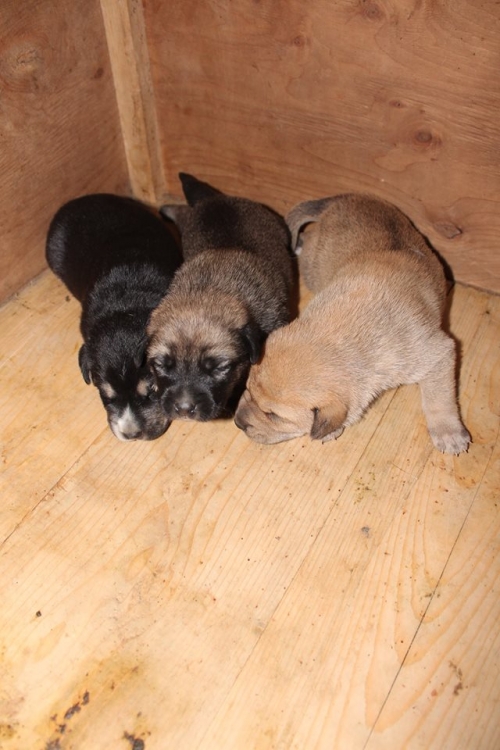 მეტისი უსახელო