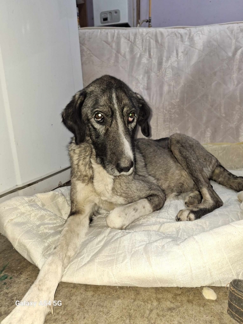 ქართული ქოფაკი პაპიტა ,,,კუმისი,,