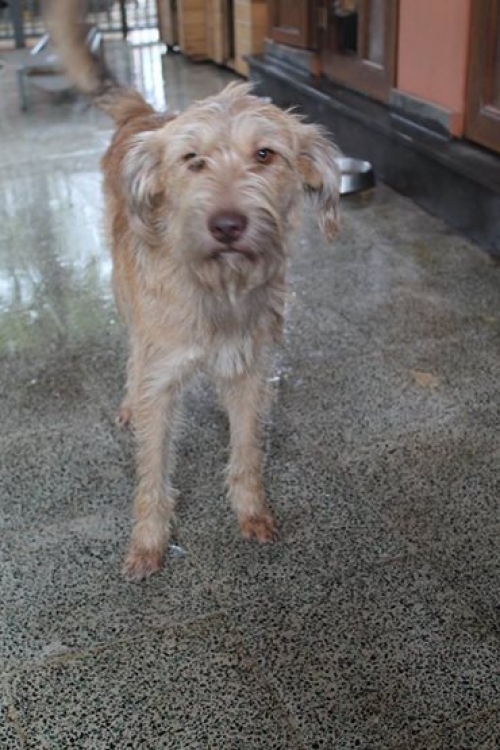 ბალონკა ლუი