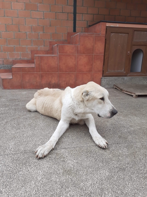 ქართული ნაგაზი უსახელო