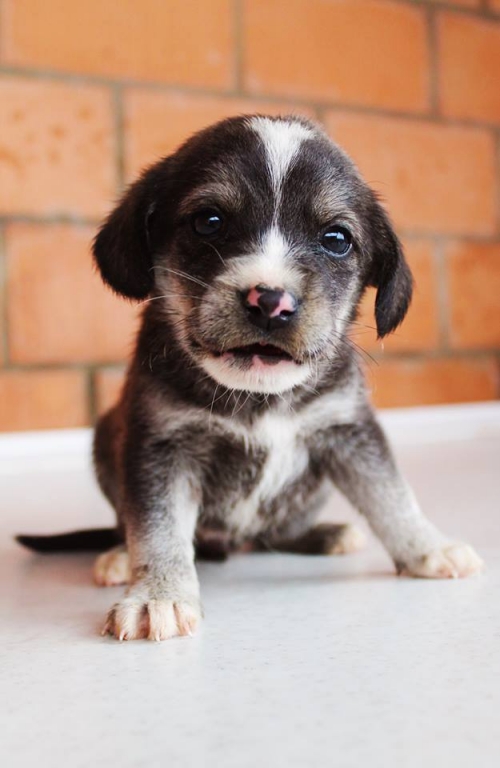 მეტისი უსახელო