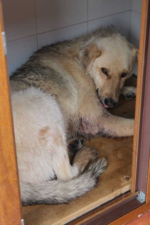 ქართული ქოფაკი უსახელო