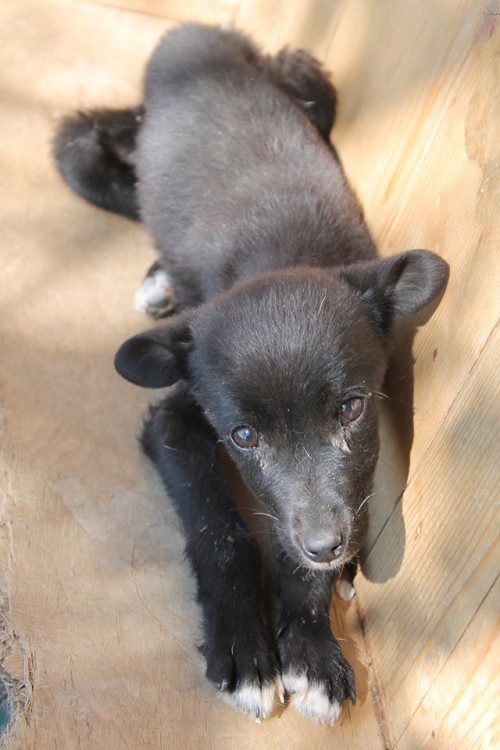 მეტისი უსახელო