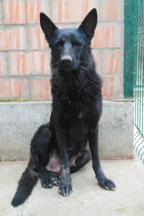 ბელგიური ნაგაზი უსახელო