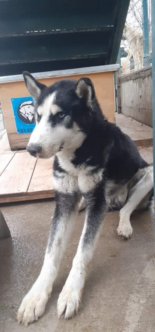 ლაიკა უსახელო