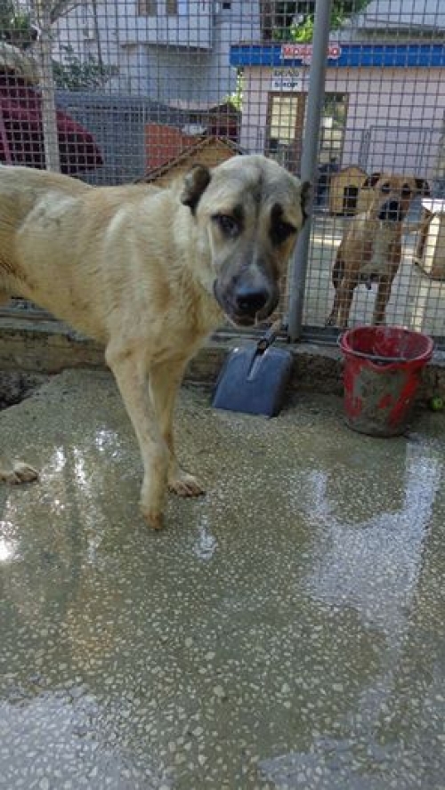 ქართული ქოფაკი უსახელო